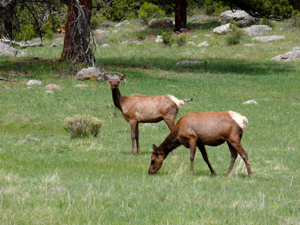 Wildlife Deer Fauna Elk