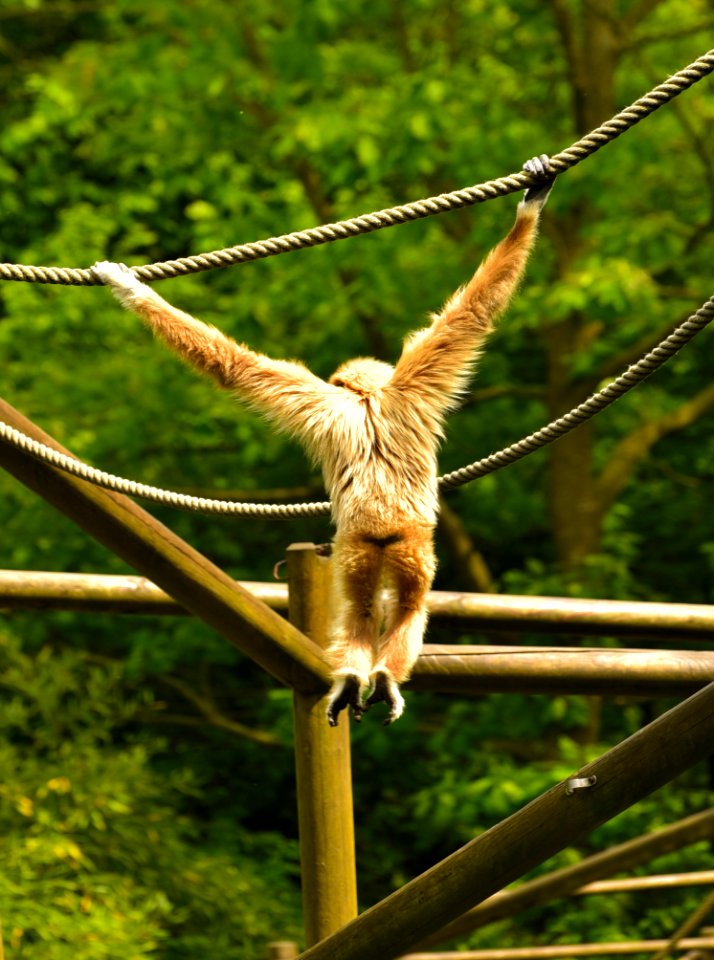 Fauna Wildlife Primate New World Monkey
