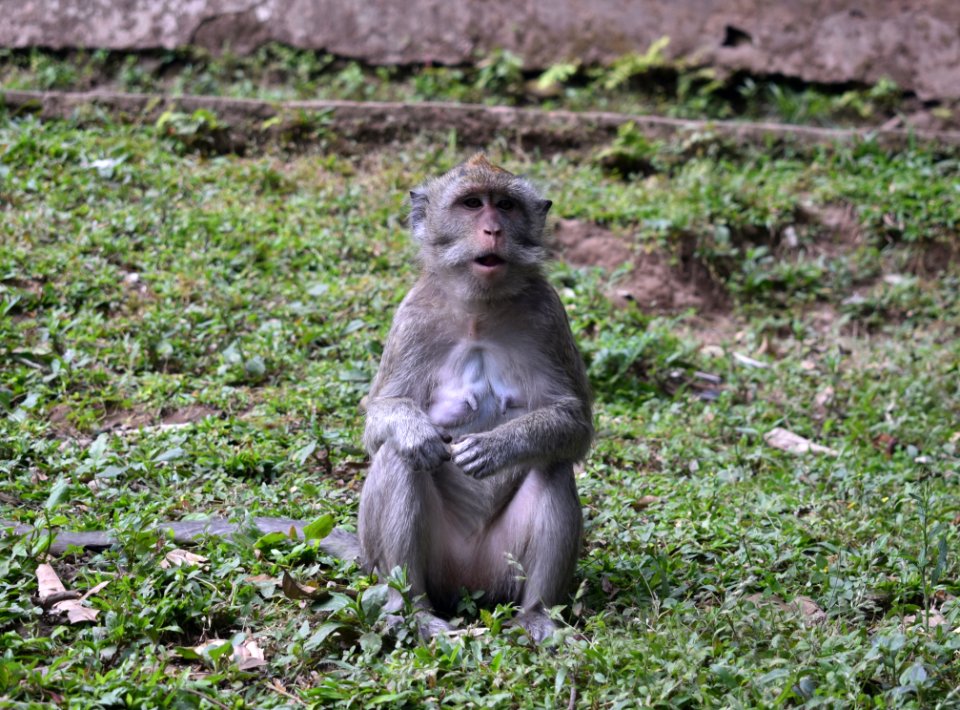 Macaque Fauna Mammal Primate