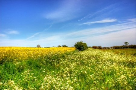 Grassland Sky Prairie Field photo