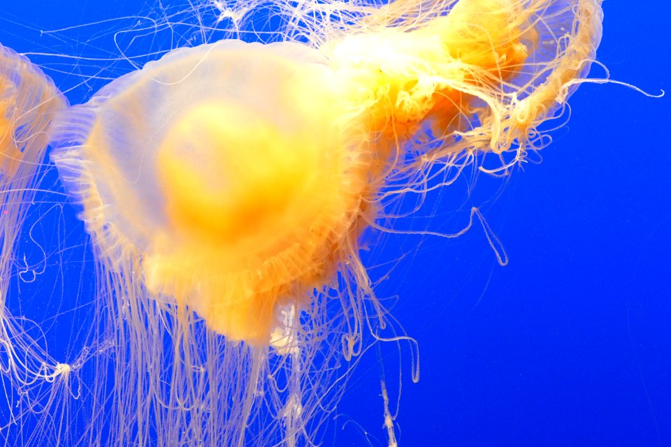 Jellyfish Cnidaria Invertebrate Marine Invertebrates