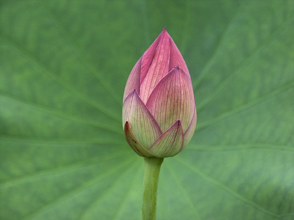 Nature bloom petal