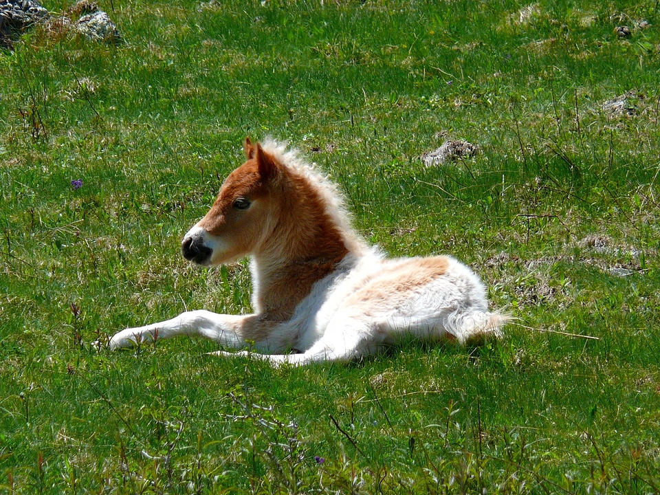 Animal outdoors resting