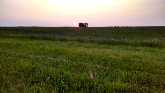 Grassland Ecosystem Prairie Field