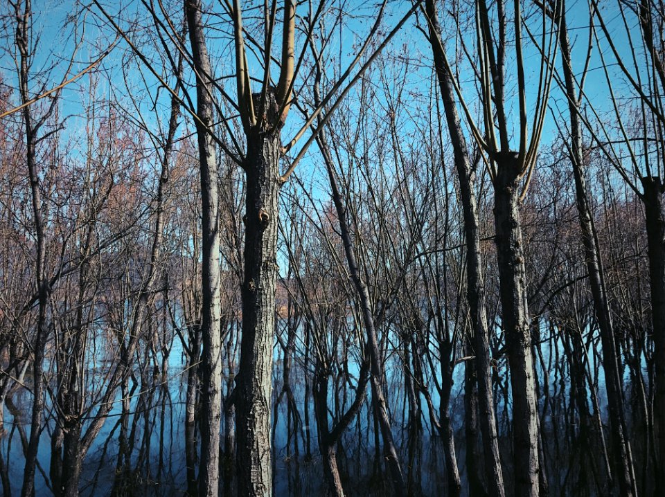 Tree Nature Woody Plant Branch