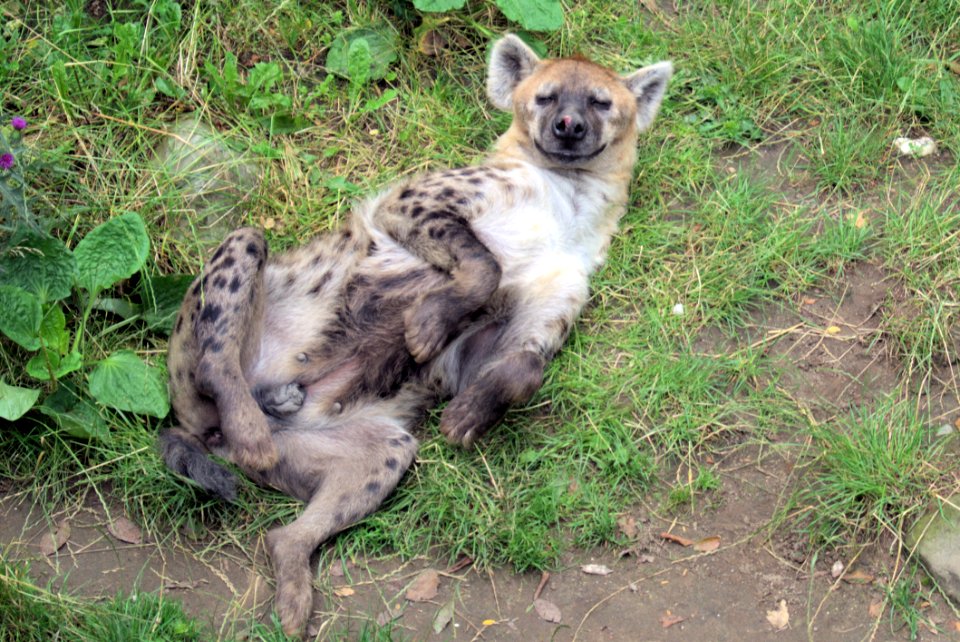 Wildlife Fauna Hyena Lycaon Pictus