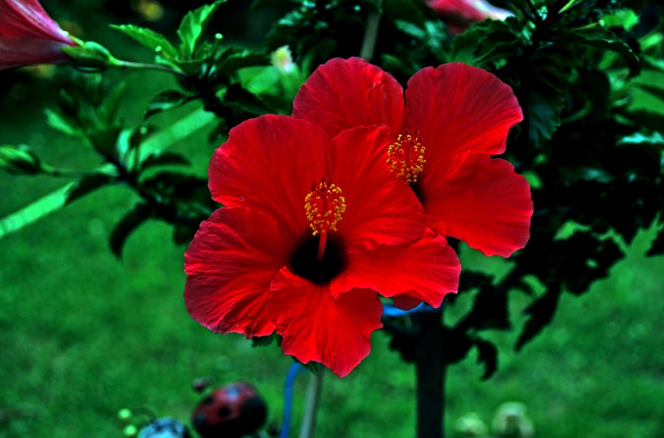 Flower Flowering Plant Plant Hibiscus