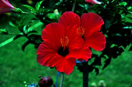 Flower Flowering Plant Plant Hibiscus