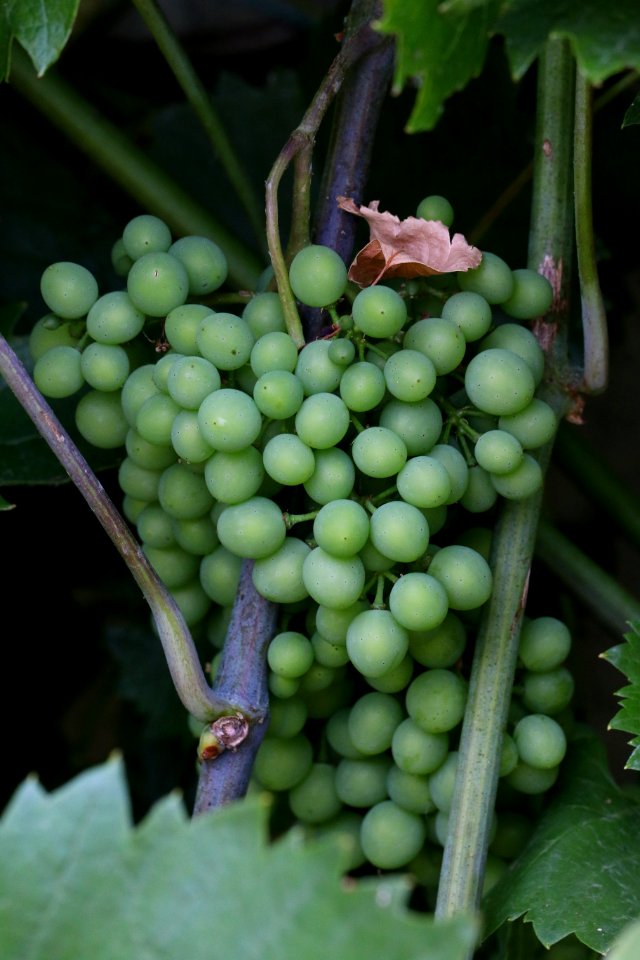 Grape Grapevine Family Vitis Fruit
