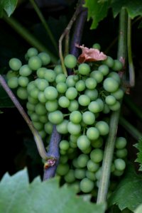 Grape Grapevine Family Vitis Fruit photo