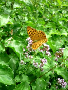 Butterfly Moths And Butterflies Brush Footed Butterfly Insect photo