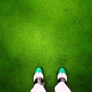 Green Grass Lawn Plant