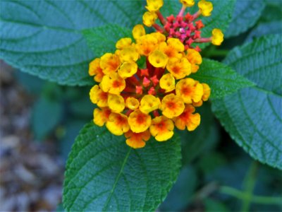 Lantana Camara Flower Flowering Plant Plant