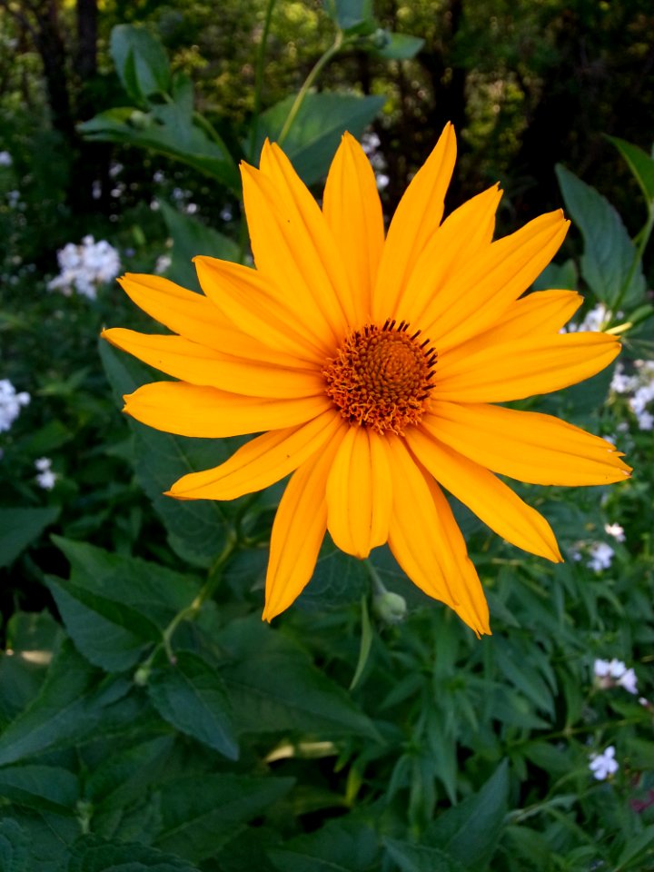 Flower Yellow Plant Flora photo