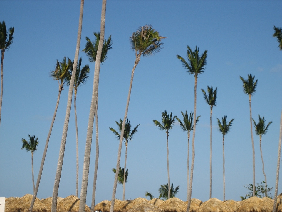 Dominican republic palm trees beach