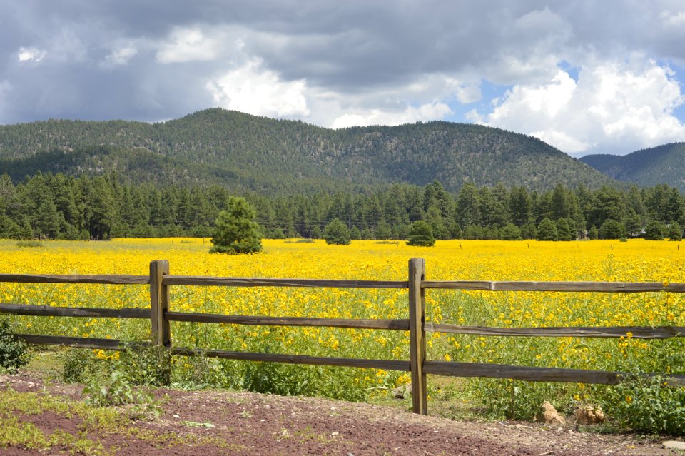 Field Grassland Wildflower Pasture