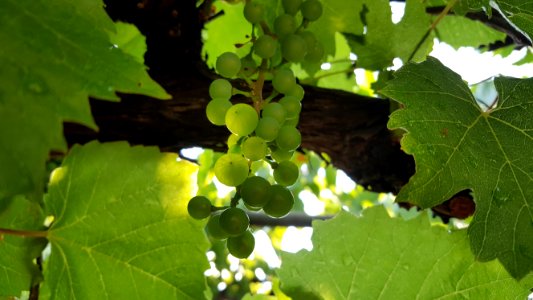 Grapevine Family Leaf Grape Grape Leaves photo
