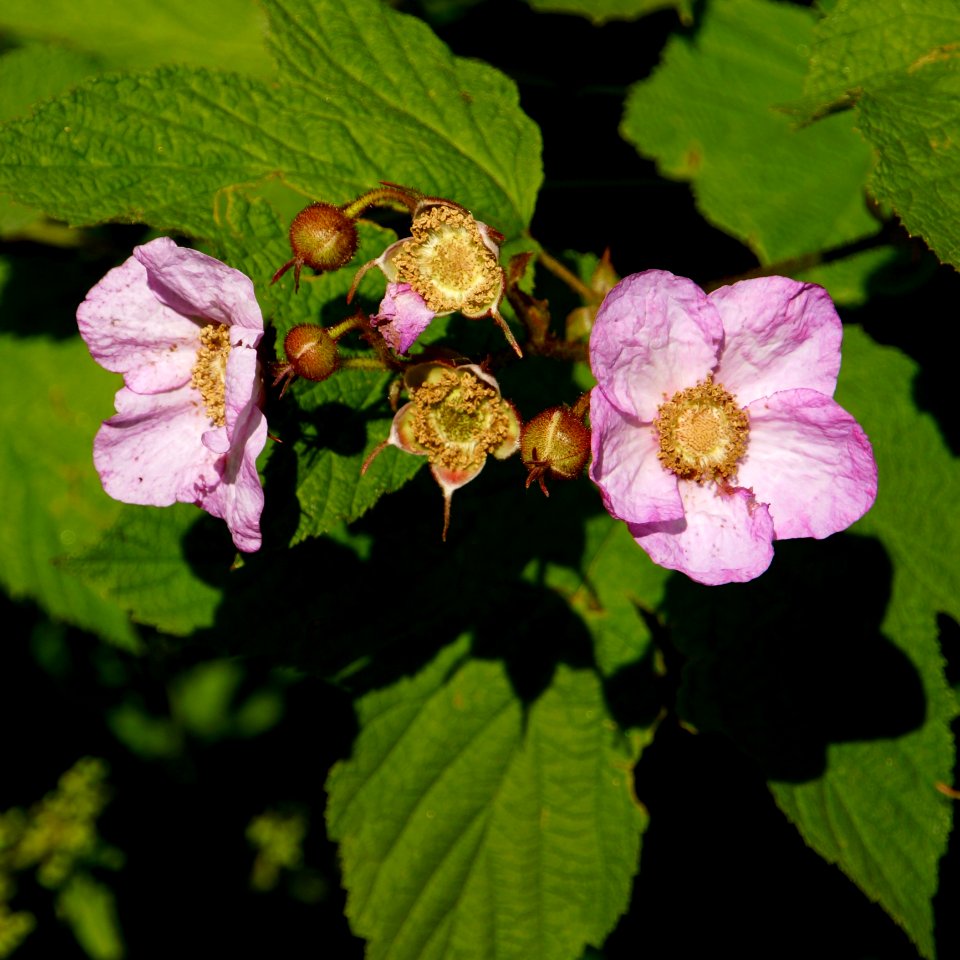 Flower Flowering Plant Plant Thimbleberry