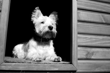 Dog Dog Like Mammal White Black And White photo