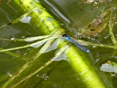Water Insect Leaf Dragonflies And Damseflies photo