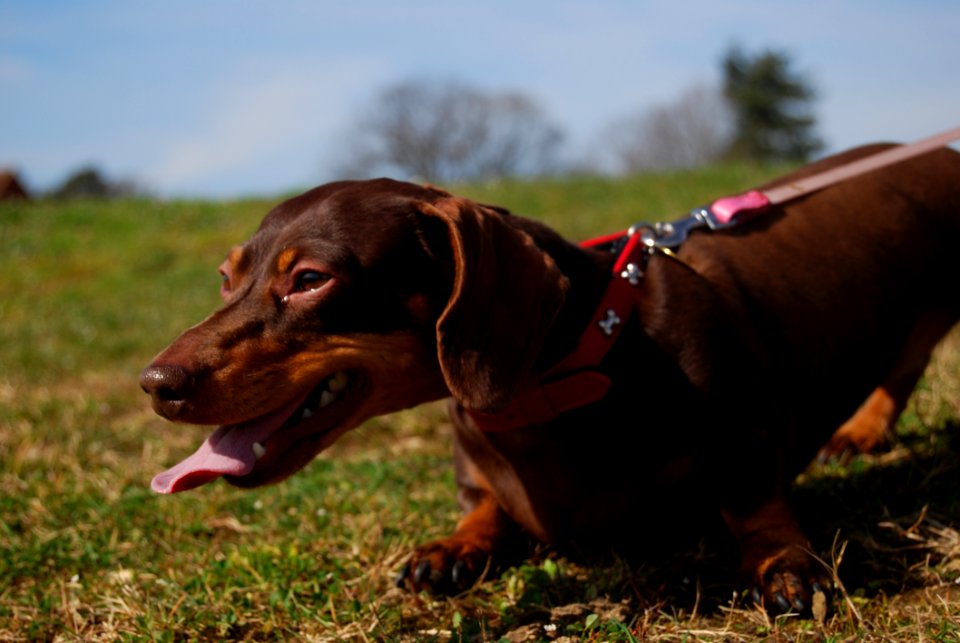 Dog Dog Breed Dog Like Mammal Austrian Black And Tan Hound photo