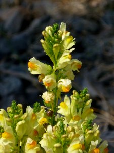Flower Flora Plant Verbascum