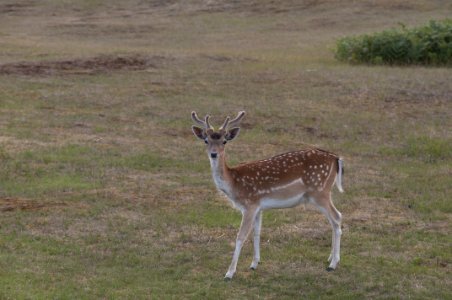 Wildlife Ecosystem Deer Fauna photo