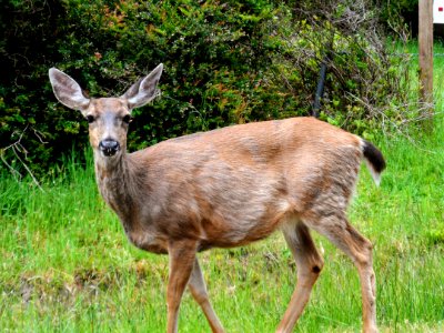 Wildlife Deer Fauna Mammal photo