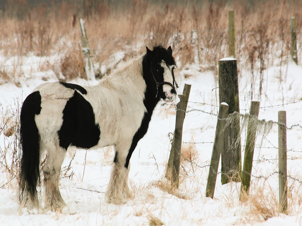 Farm ranch mare photo