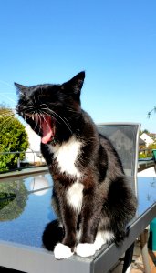 Cat Facial Expression Whiskers Small To Medium Sized Cats photo