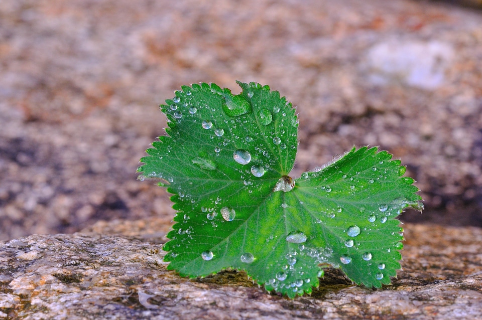 Stone raindrop drop of water