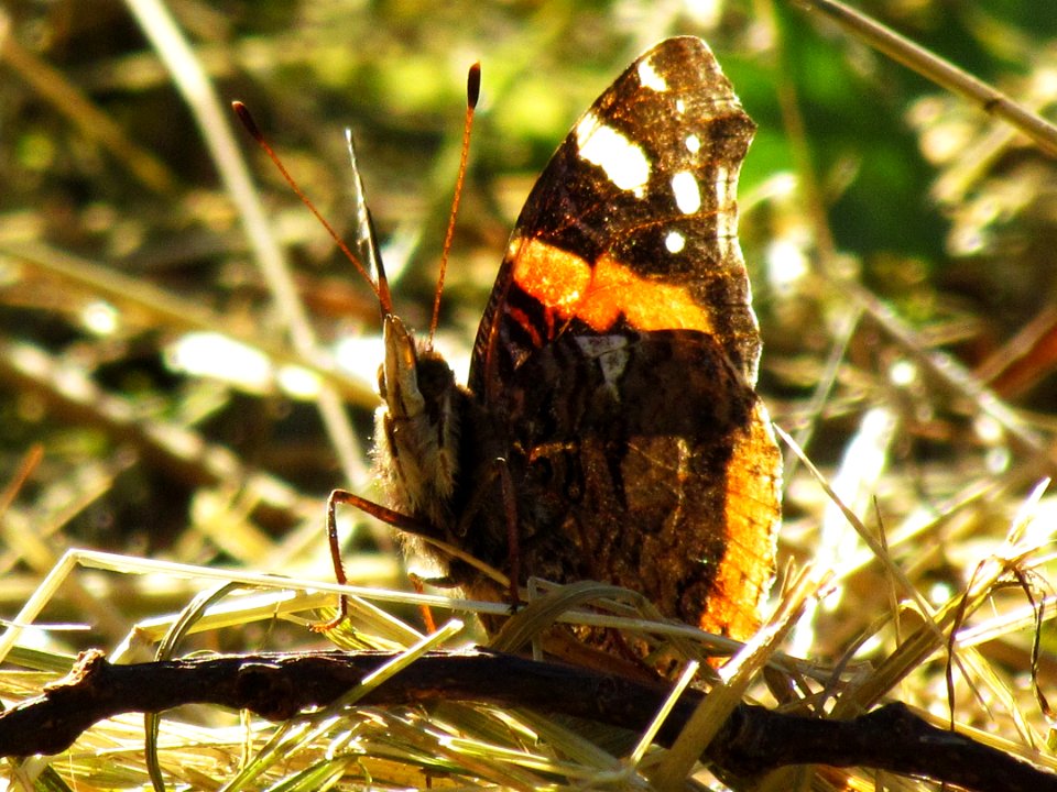 Butterfly Moths And Butterflies Insect Invertebrate
