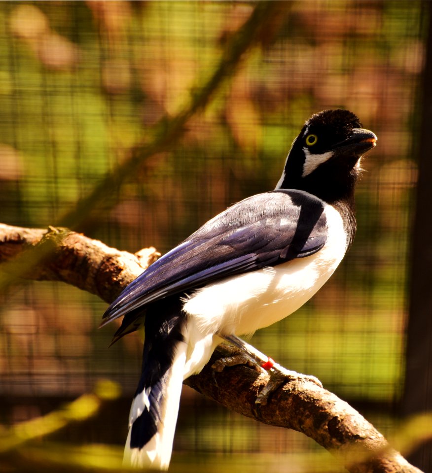 Bird Fauna Beak Organism