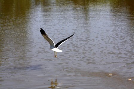 Bird Water Seabird Fauna