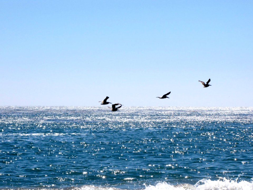Sea Water Wave Wind Wave