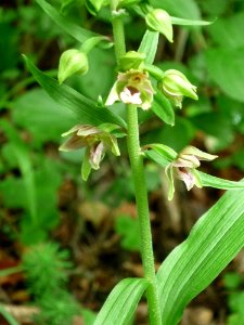 Plant Flora Flower Terrestrial Plant photo