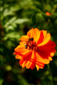 Flower Nectar Yellow Honey Bee