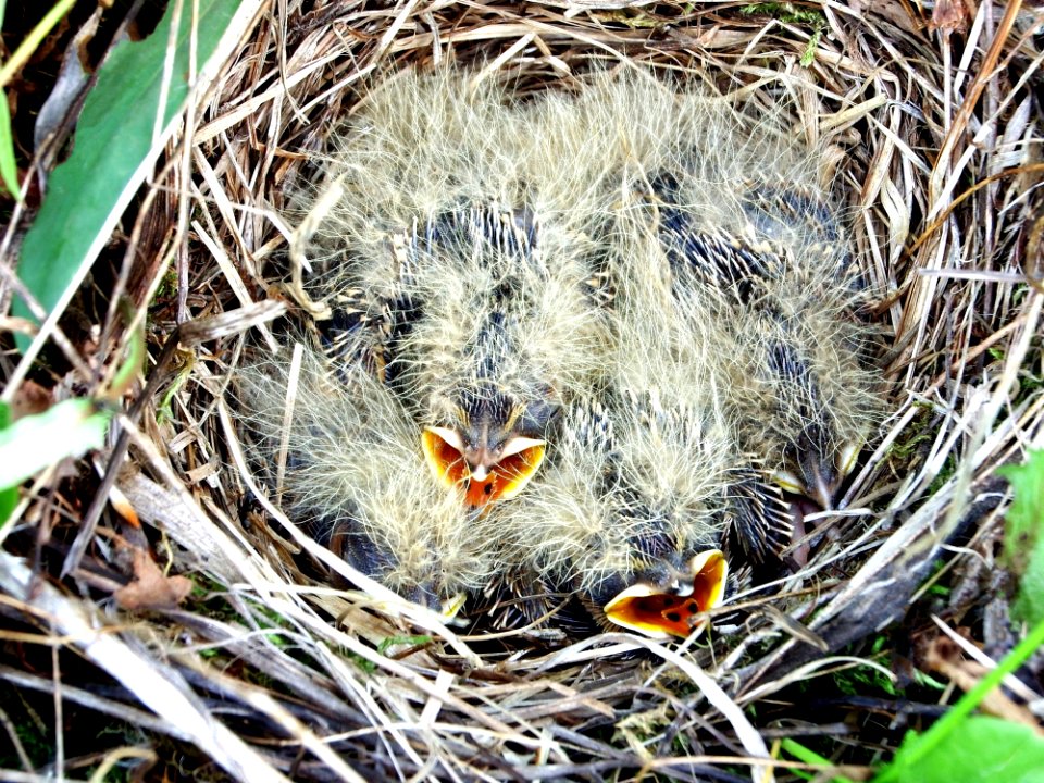 Fauna Beak Bird Nest