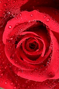 Petal red rose petals
