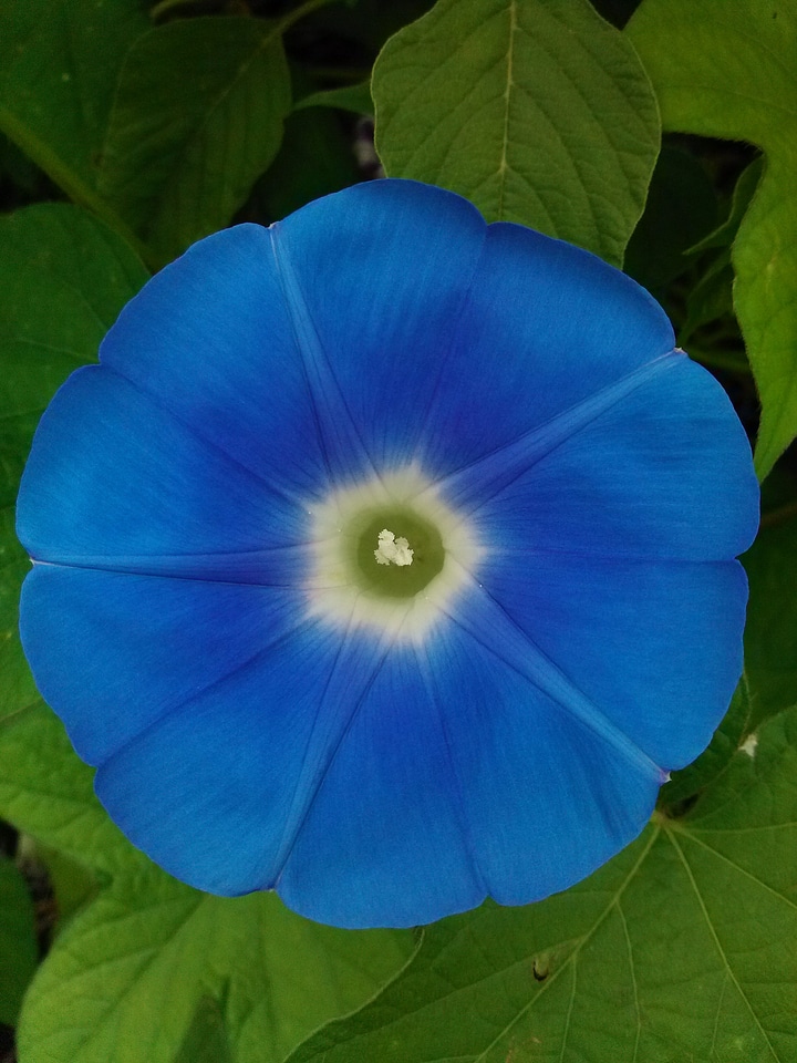Morning glory plant beautiful