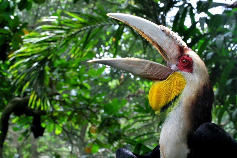 Bird Beak Fauna Hornbill