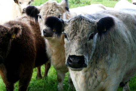 Cattle Like Mammal Fauna Grass Pasture photo