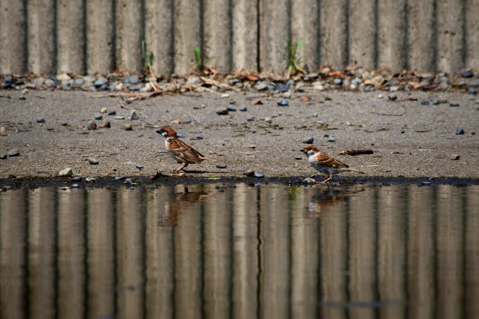Bird Fauna Wildlife Water
