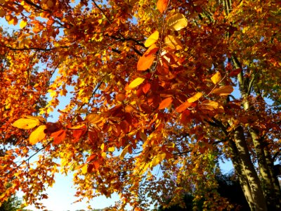 Tree Autumn Leaf Deciduous photo