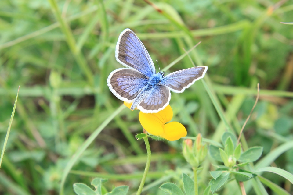 Icarus lycaenidae polyommatus