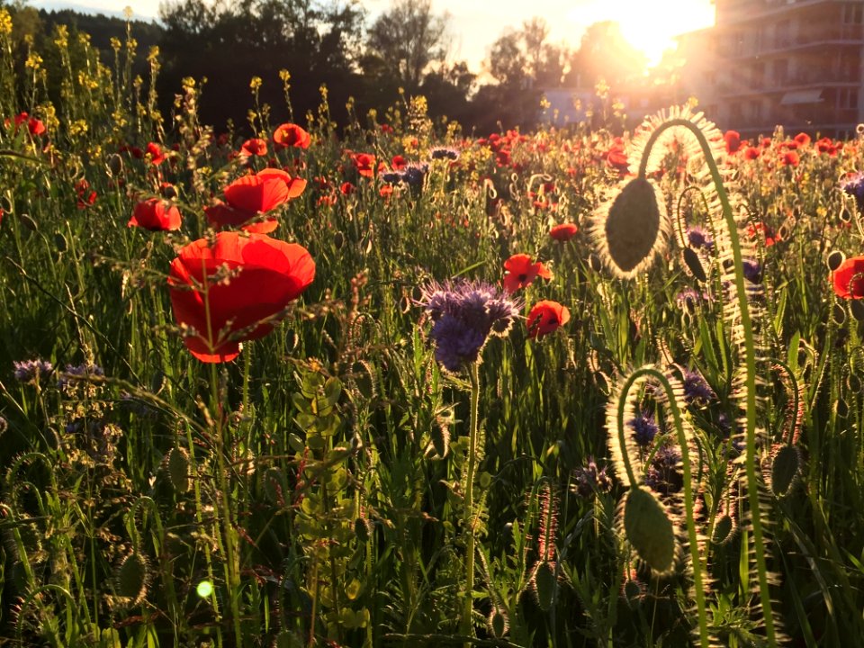 Flower Field Flowering Plant Ecosystem