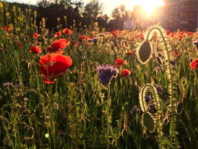 Flower Field Flowering Plant Ecosystem