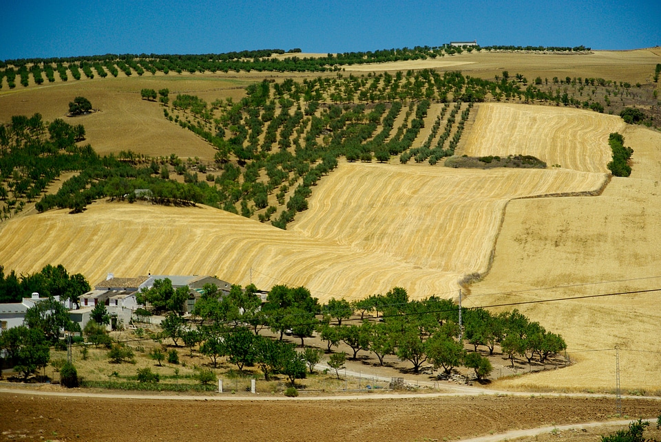 Spain olive trees hacienda