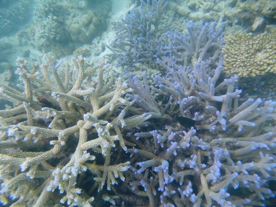 Maldives sea coral