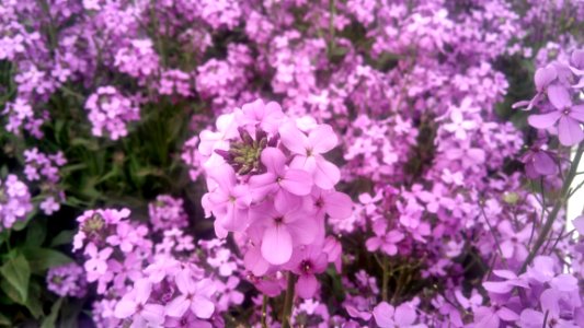 Flower Plant Purple Flowering Plant
